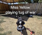 Small Photo #7 Bernese Mountain Dog Puppy For Sale in SALMON, ID, USA