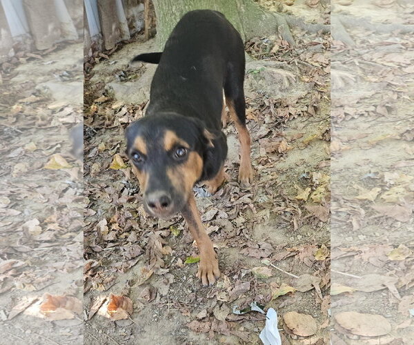Medium Photo #2 Feist Terrier-Unknown Mix Puppy For Sale in Tracy City, TN, USA