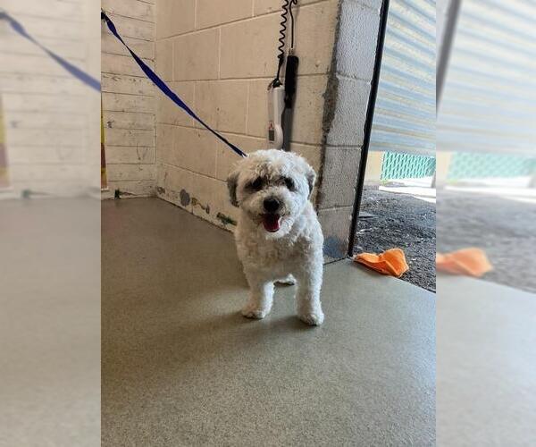 Medium Photo #1 Poodle (Miniature)-Unknown Mix Puppy For Sale in San Bernardino, CA, USA
