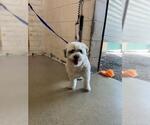 Small Poodle (Miniature) Mix