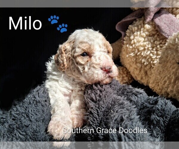 Medium Photo #4 Goldendoodle (Miniature) Puppy For Sale in GASTONIA, NC, USA