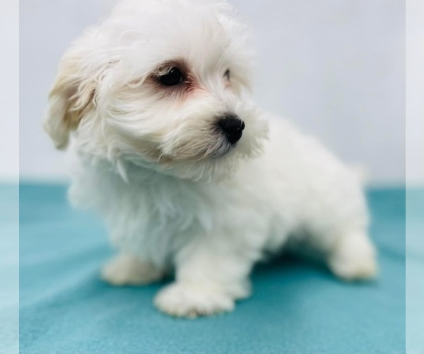 Medium Photo #4 Maltipoo (Miniature) Puppy For Sale in CINCINNATI, OH, USA