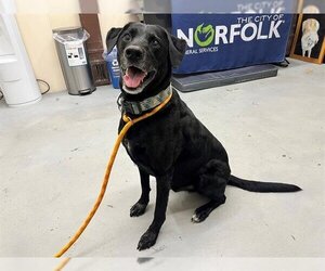 Labrador Retriever-Unknown Mix Dogs for adoption in Norfolk, VA, USA