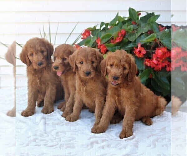 Medium Photo #2 Goldendoodle Puppy For Sale in GORDONVILLE, PA, USA