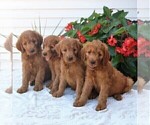 Small Photo #2 Goldendoodle Puppy For Sale in GORDONVILLE, PA, USA