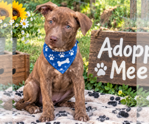 Labrador Retriever Dogs for adoption in Yardley, PA, USA