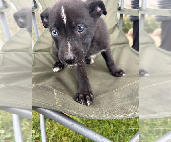 Medium Photo #2 Border Collie-Boxer Mix Puppy For Sale in San Diego , CA, USA