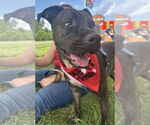 Small #2 American Staffordshire Terrier-Boxer Mix