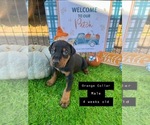 Small Photo #7 Doberman Pinscher Puppy For Sale in COMANCHE, OK, USA