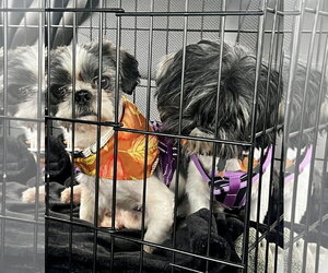 Ozzy - Male Shih Tzu Dog for Adoption - Photo #11