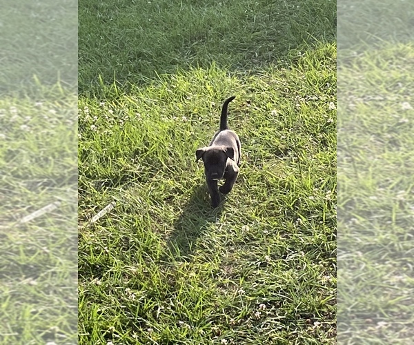 Medium Photo #5 American Pit Bull Terrier Puppy For Sale in ALBERTVILLE, AL, USA