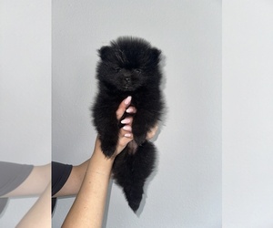 Pomeranian Puppy for Sale in FERNDALE, Washington USA