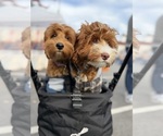 Ruby Sue  Chase - Male Australian Labradoodle Puppy for Sale - Photo #2