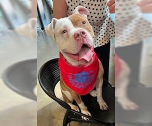 Karma - Female American Pit Bull Terrier-Bulldog Mix Dog for Adoption - Photo #8
