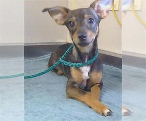 Chipin Dogs for adoption in Sacramento, CA, USA