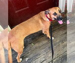 Small #2 Black Mouth Cur Mix