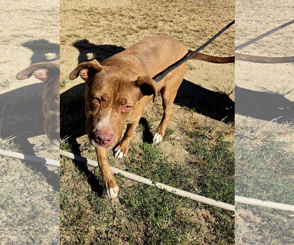 Medium Photo #2 American Staffordshire Terrier-Unknown Mix Puppy For Sale in Jackson, MS, USA