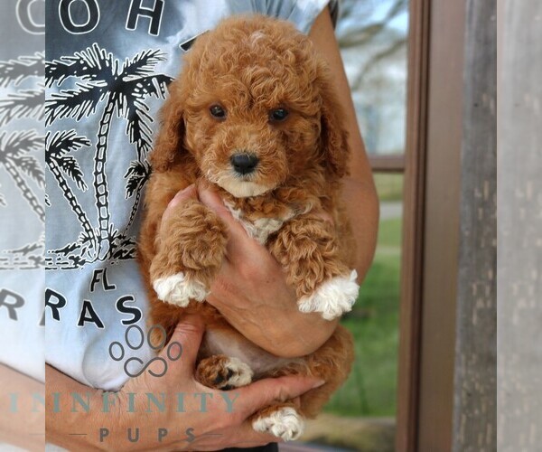 Medium Photo #4 Goldendoodle (Miniature) Puppy For Sale in NARVON, PA, USA