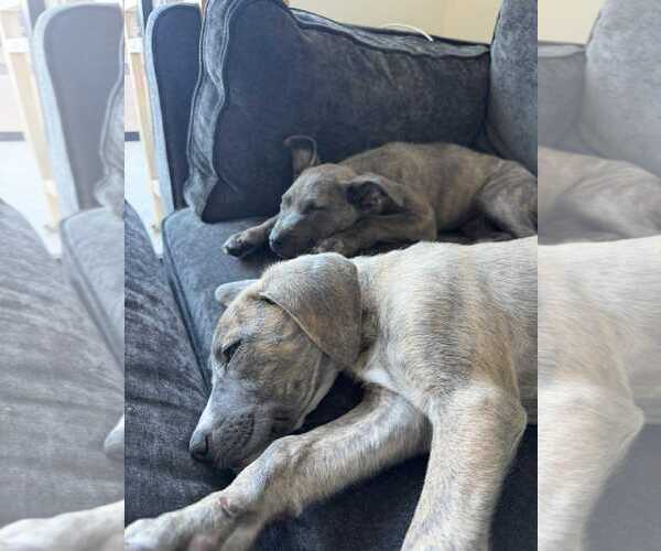 Medium Photo #2 American Staffordshire Terrier-Boxer Mix Puppy For Sale in Overland Park, KS, USA