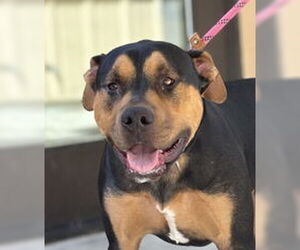 Rottweiler Dogs for adoption in Salinas, CA, USA