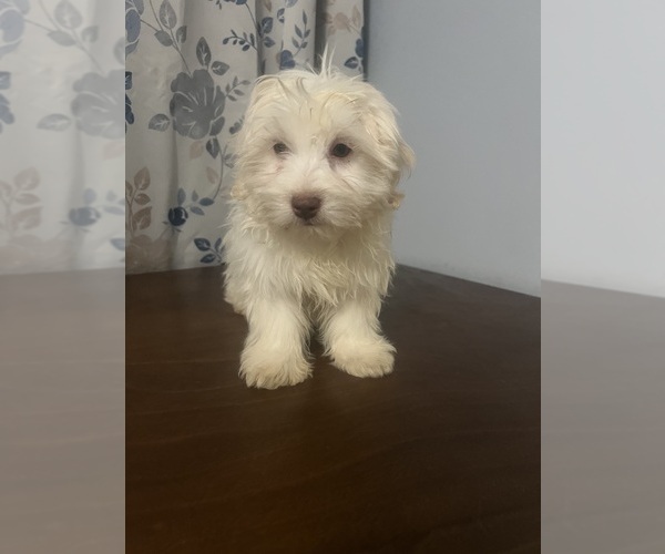Medium Photo #20 Havanese Puppy For Sale in DURHAM, CT, USA