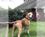 Small #7 American Pit Bull Terrier