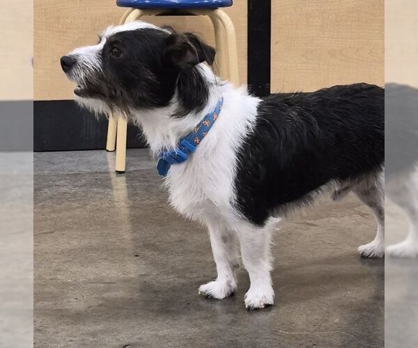 Medium Photo #2 Mutt Puppy For Sale in Carrollton, TX, USA