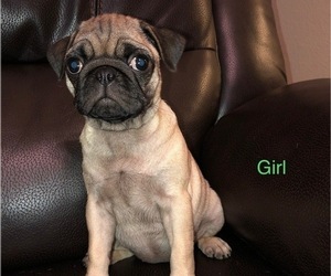 Pug Puppy for sale in HOLTS SUMMIT, MO, USA