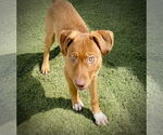 Small #4 Boxer Mix