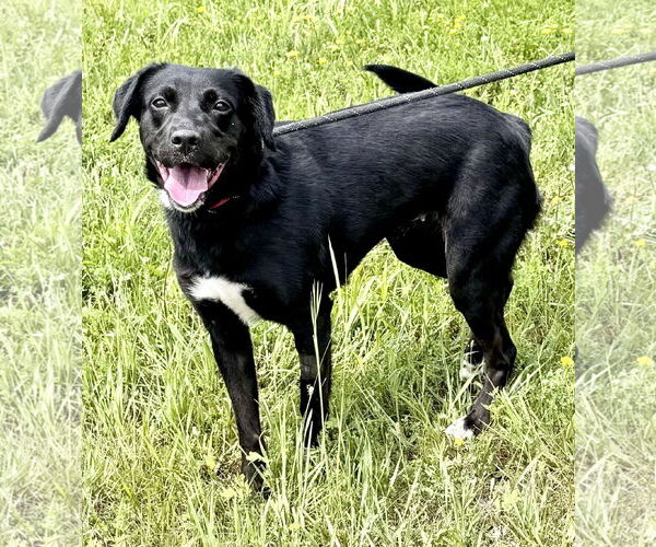 Medium Photo #2 Labrador Retriever-Unknown Mix Puppy For Sale in Pittsburgh, PA, USA