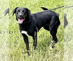 Small #1 Labrador Retriever Mix
