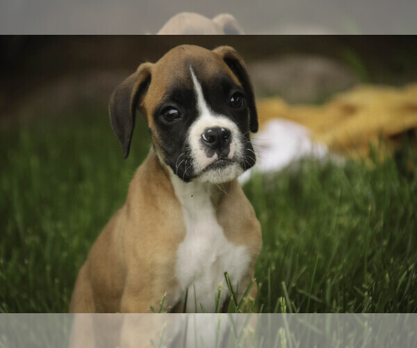 Medium Photo #1 Boxer Puppy For Sale in SHIPSHEWANA, IN, USA