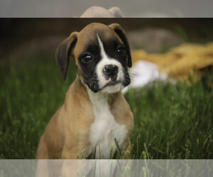 Boxer Puppy for sale in SHIPSHEWANA, IN, USA
