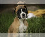 Small Boxer