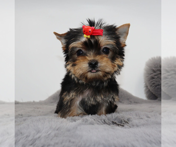 Medium Photo #4 Yorkshire Terrier Puppy For Sale in LOS ANGELES, CA, USA