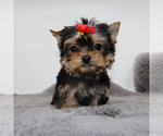 Small #3 Yorkshire Terrier