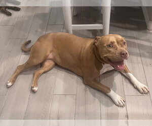 LOLA #16 - Female American Pit Bull Terrier-Unknown Mix Dog for Adoption - Photo #4