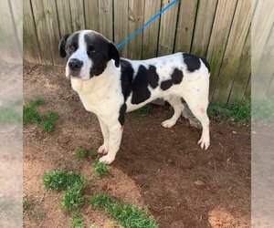 Collie-Pointer Mix Dogs for adoption in columbia, SC, USA