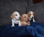 Puppy SOLD Dachshund