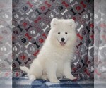 Small Photo #4 Samoyed Puppy For Sale in LUBLIN, WI, USA