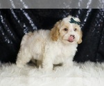 Small #3 YorkiePoo