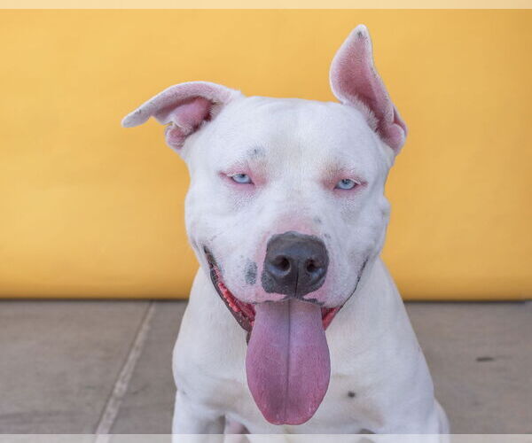 Medium Photo #1 American Pit Bull Terrier Puppy For Sale in Pasadena, CA, USA