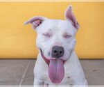 Small American Pit Bull Terrier