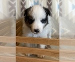 Small #1 Shetland Sheepdog