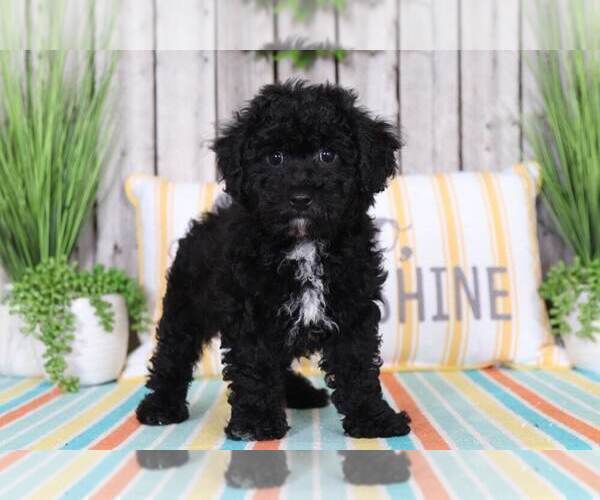 Medium Photo #1 Poochon Puppy For Sale in MOUNT VERNON, OH, USA