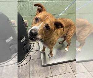 Labrador Retriever-Unknown Mix Dogs for adoption in Grand Prairie, TX, USA