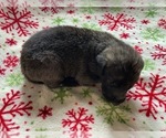 Small #8 Irish Wolfhound