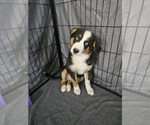 Small Australian Shepherd