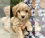 Small Labradoodle-Poodle (Miniature) Mix