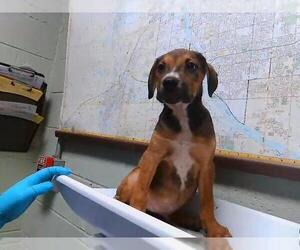 Doberman Pinscher-Unknown Mix Dogs for adoption in Tulsa, OK, USA